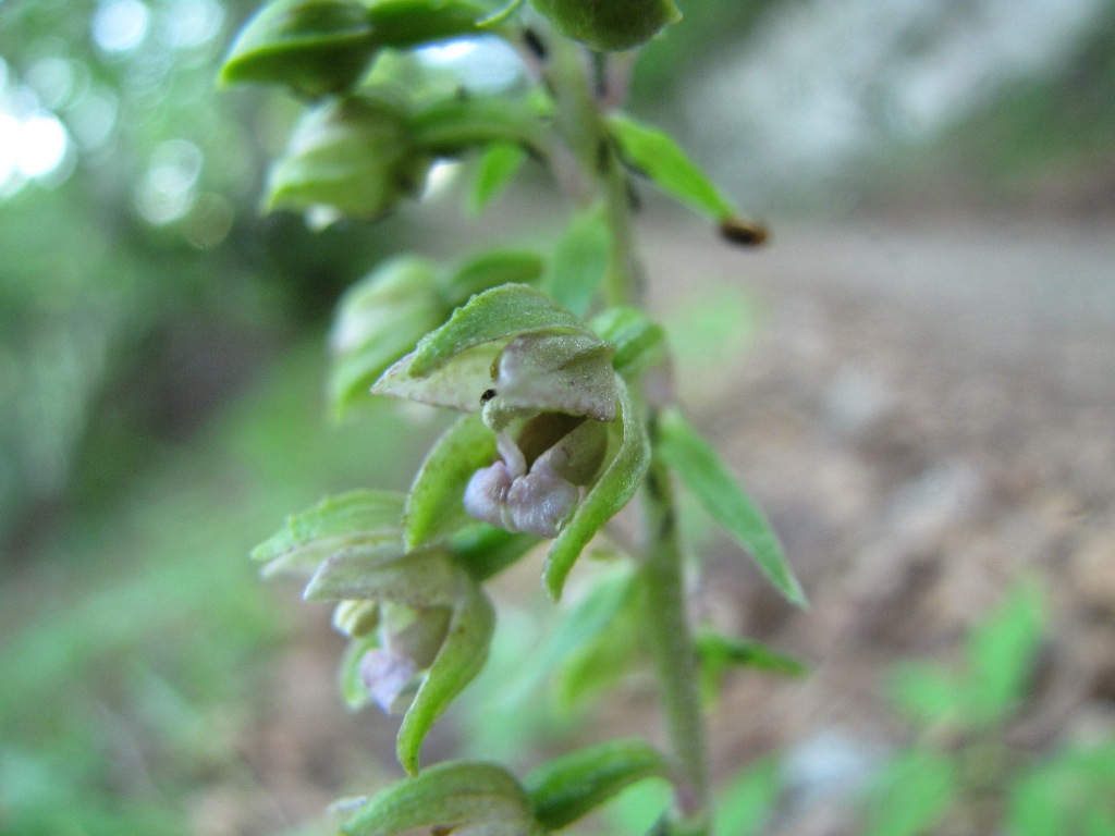 Epipactis 2: viridiflora?